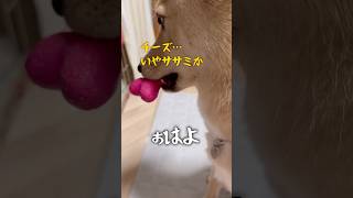 #朝まで考えていること#おはよう#おやつ大好き#保護犬と暮らす