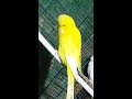 english budgies red eyed lutino