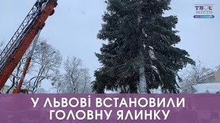 До Львова привезли і починають встановлювати головну ялинку. Стрім наживо