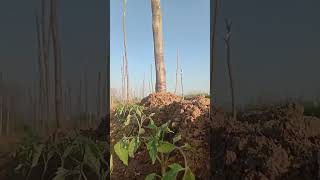 Tomatoes field in Pakistan # satisfying #agriculture # saleem agro# viral Short video