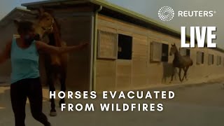 LIVE: Horses evacuated from wildfires in Greece