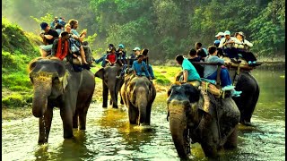 कोशी टप्पु वन्यजन्तु आरक्ष Koshi ।। Tappu Wildlife Reserve ।। Documentary