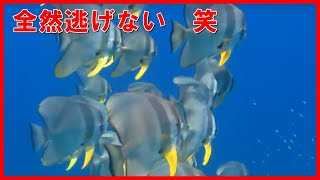 全然逃げない！笑　長崎のツバメウオポイントで素潜り：小笠原諸島父島の観光：ドルフィンスイム・ホエールウォッチング