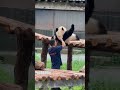 Panda's Lazy Behavior in Real Life Captured!