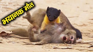 अपने शिकार को भयानक मौत देते हैं ये जानवर। Horrific Ways Animals Kill their Preys Part 1