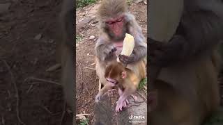 Monkey Funny video compilation #1150 #Shorts