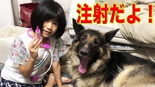 お土産は焼き鳥だよ♪シェパード犬マック君注射の練習grilled meat on a stick