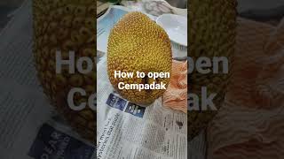 how to open cempadak aka Malaysian jackfruit