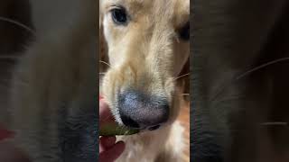 スイカvsゴールデンレトリバー🐶‼ASMR︎🩷Funny Dogs! #shorts #ゴールデンレトリバー #犬 #goldenretriever #dog #わんこ #いぬ #犬のいる暮らし