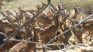 pushkar road per pachankund me dear park