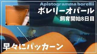 今年一番のアピストグラマ繁殖大成功！　＃aquarium ＃ボレリーオパール