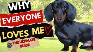 🐶 Every Dachshund Explained | The Ultimate Wiener Dog Guide! 🌭