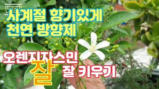 천연방향제. 향기가 완전 쨩이죠. 오렌지자스민. 관리에서 수형. 삽목까지.