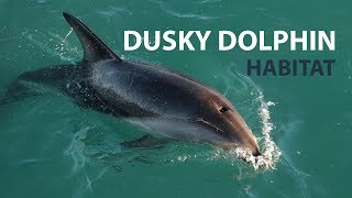 What is the Dusky Dolphin Habitat?