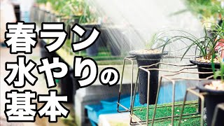 【シュンラン】水やりの基本・相生園芸