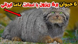 پشم ریزون ترین حیوانات ایرانی | 6 از عجایب حیوانات حیات وحش ایران؟!❌❌ | حیات وحش