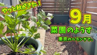 【ベランダ菜園】2023年9月菜園の様子