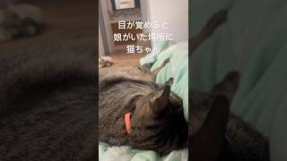 目が覚めると娘がいた場所に猫ちゃん#やきもち#猫動画#キジトラ