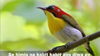 MAY IBONG KAKANTA KANTA (Mabuhay Singers)  Beautiful birds pics.wmv