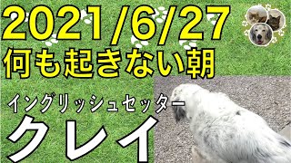 イングリッシュセッター / クー / 2021/06/27 普段の朝