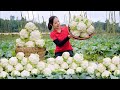 Harvesting White Cauliflower Goes To Market Sell - Cooking - Gardening - Hanna Daily Life New