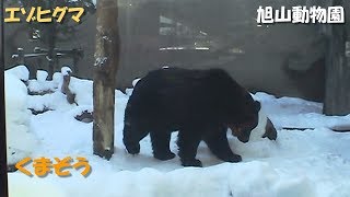 【エゾヒグマ】くまぞう - 旭山動物園（2002）Grizzly bear