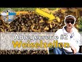 » Bienen Ableger prüfen auf Weiselzellen | Ablegerserie 2/3 | Imkern | BeePilot