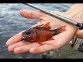 Sam Edmonds Light Rock Fishing in Mauritius Sam Edmonds Light Rock Fishing in Mauritius