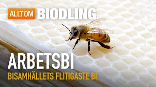 Arbetsbi - Bisamhällets flitigaste bi | Honungsbin