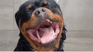Huge Rottweiler angry about his nail clip