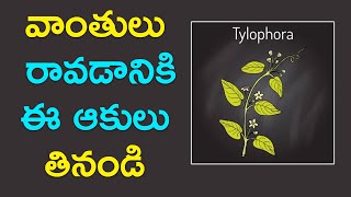 పాలతీగ మొక్క ఉపయోగం | Tylophora Indica Plant Uses in Telugu | Best Home Made Tips Telugu | U Health