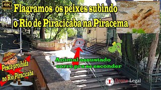 Peixes saltando no Rio Piracicaba - Piracema/Fish jumping in the Piracicaba River #Drone Legal EP.83