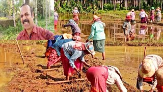 പൊരിവെയിലിൽ  പാടത്ത് വരമ്പ് വയ്ക്കുന്ന ചേച്ചിമാർ