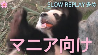 【桜浜🌸マニアの皆様へ💘】無駄にZoom in \u0026 Slow Replayが多い動画/フリーズ👀🧊/ASMR/双子パンダ/隣楓浜 #ぽめぱん #PandaChannelbypomeranianfilm