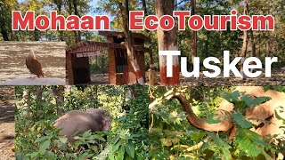 Mohaan EcoTourism Zone Dikha tusker