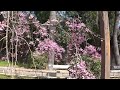 桜・満開　【京都・賀茂川・高野川の桜】cherry blossoms in full bloom cherry blossoms in kyoto kamogawa koyagawa