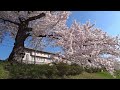 桜・満開　【京都・賀茂川・高野川の桜】cherry blossoms in full bloom cherry blossoms in kyoto kamogawa koyagawa