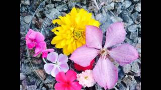 Blommor som finns i vår trädgård just nu 🌸🌺🌹🌷🌼 #blommor #flowers