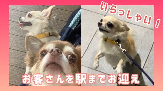 【可愛い】🐶 客人を駅に迎えに行くチワワが可愛いww #shorts #dog #Chihuahua【mero\u0026milk】【tiktok】