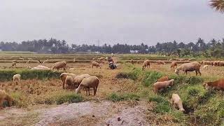 village vlog ✨/natural sounds/Beautiful place 😍/Mysore