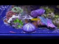 20 gallon anemone ricordea goby cube