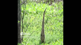 American Bittern