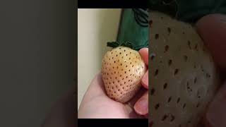 A white strawberry with red seeds and a hit of pineapple ( Pineberry￼ ) ￼