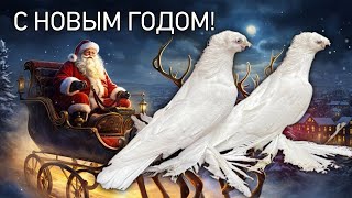 С новым годом коллеги голубеводы! Двухчубые голуби. Tauben. Pigeons. Palomas. Pombos. 비둘기.