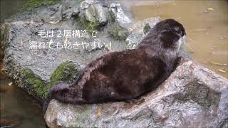 もっと知りたいカワウソ週間～３日目～「泳ぎが得意な秘密を紹介！｣（高知県立のいち動物公園）