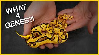 What 4 Mutations are In this Ball Python? | Guess the Morph!
