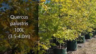 Stunning Quercus palustris 100L (3.5-4.0m)