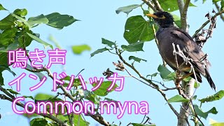 【鳴き声】インドハッカ Common myna