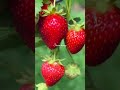 strawberry closeup shorts nature fruit strawberry berry youtube shorts viral trending