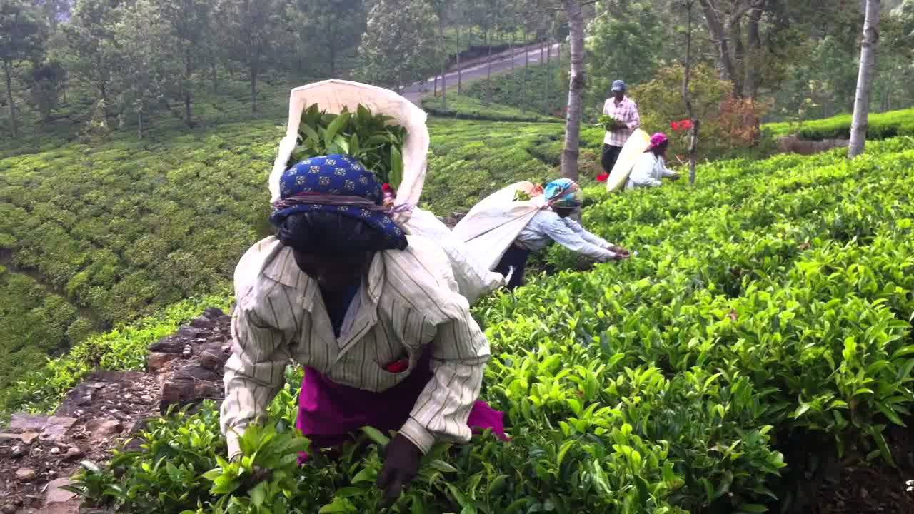 Tea Picking Youtube